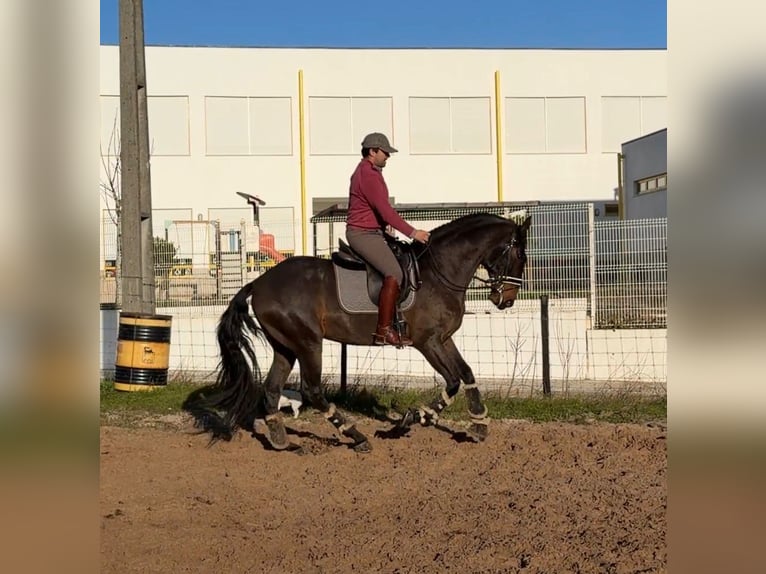 Lusitanos Caballo castrado 6 años 172 cm Castaño in Caldas da Rainha