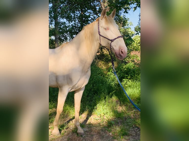 Lusitanos Caballo castrado 6 años Champán in Marienbad