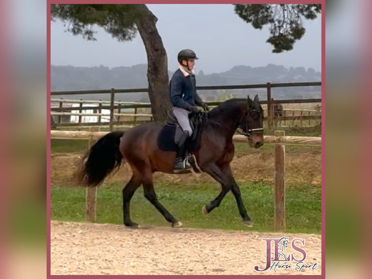 Lusitanos Caballo castrado 7 años 152 cm Castaño oscuro in Vendres