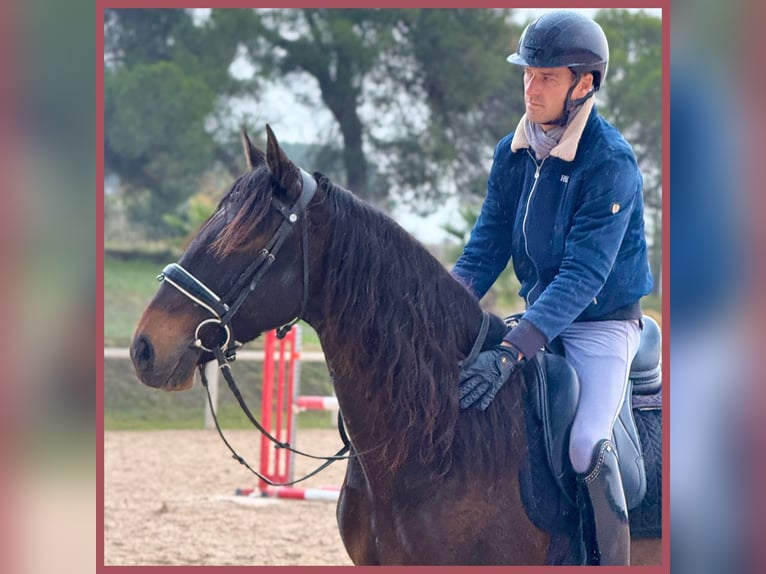 Lusitanos Caballo castrado 7 años 152 cm Castaño oscuro in Vendres