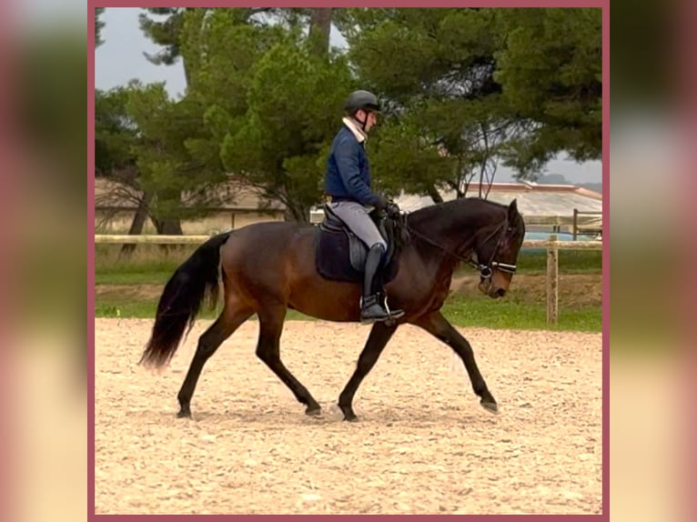 Lusitanos Caballo castrado 7 años 152 cm Castaño oscuro in Vendres