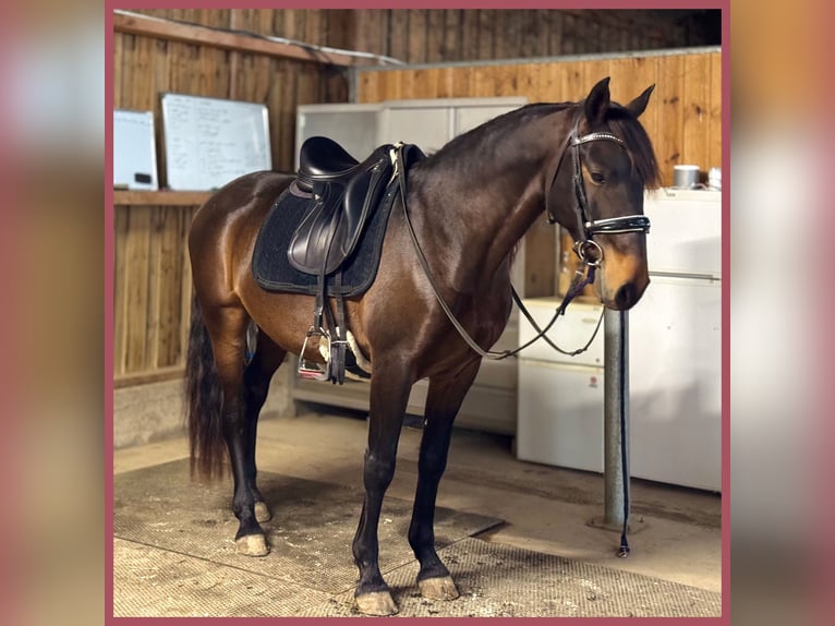 Lusitanos Caballo castrado 7 años 152 cm Castaño oscuro in Vendres