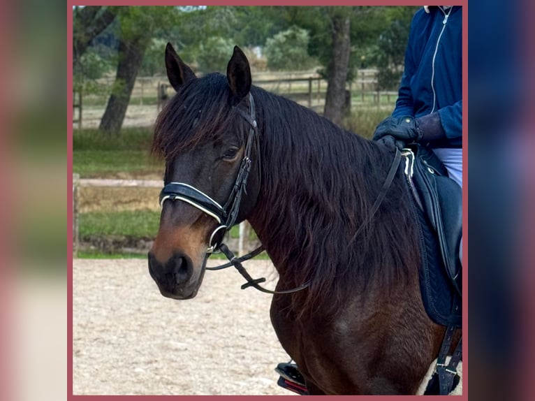 Lusitanos Caballo castrado 7 años 152 cm Castaño oscuro in Vendres