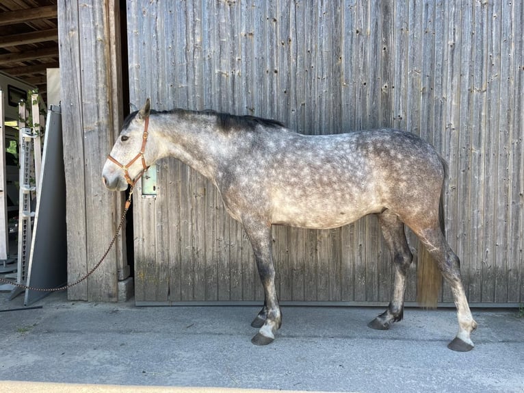 Lusitanos Caballo castrado 7 años 155 cm Tordillo negro in Maitenbeth