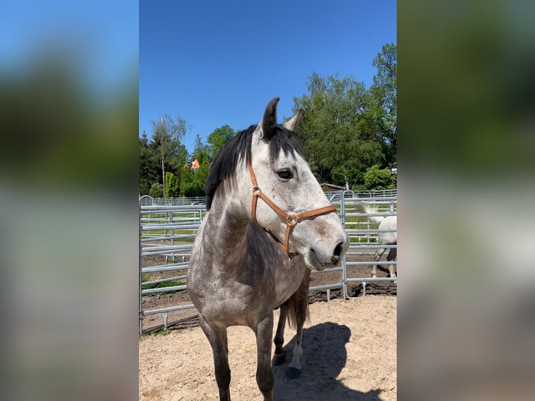 Lusitanos Caballo castrado 7 años 155 cm Tordillo negro in Maitenbeth