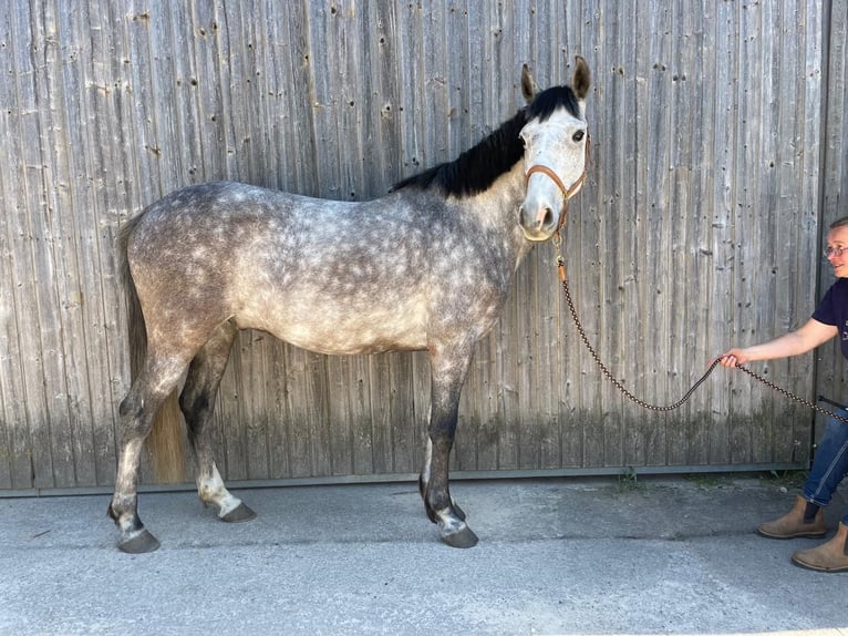 Lusitanos Caballo castrado 7 años 155 cm Tordillo negro in Maitenbeth