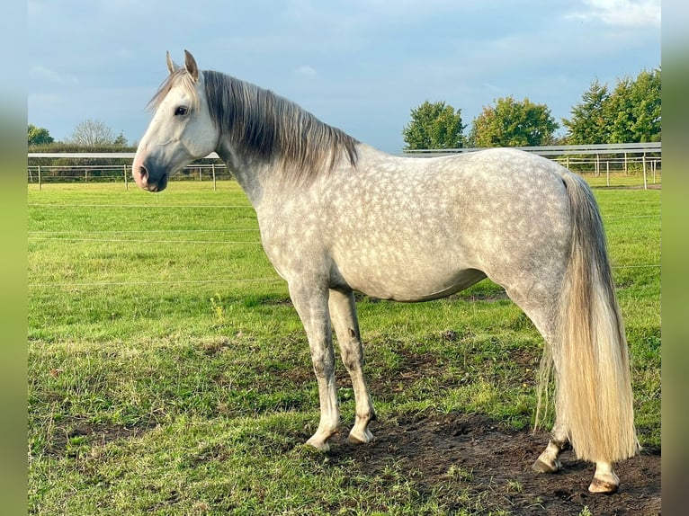 Lusitanos Caballo castrado 7 años 155 cm Tordo rodado in Neuenkirchen