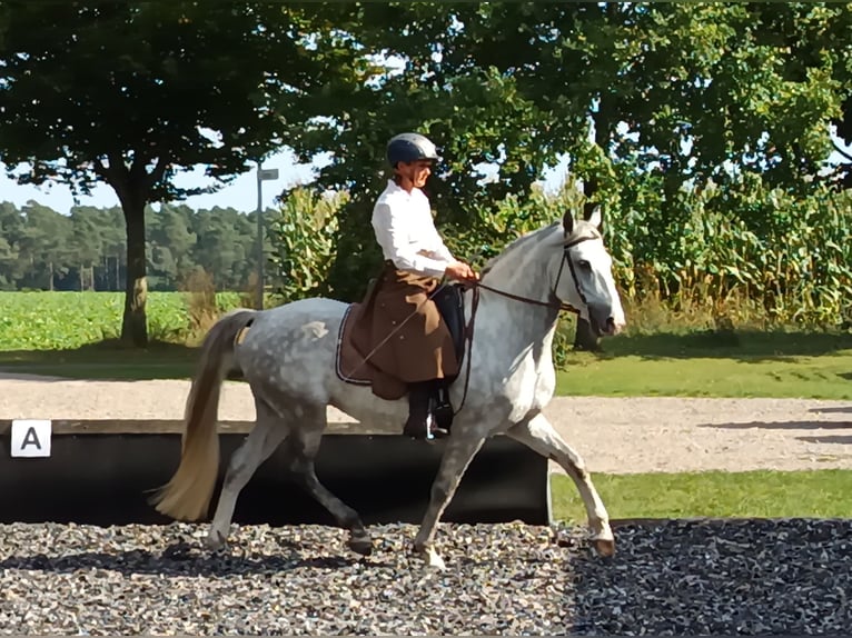Lusitanos Caballo castrado 7 años 155 cm Tordo rodado in Südheide Lusitanos Caballo castrado 7 años 155 cm Tordo rodado in Südheide