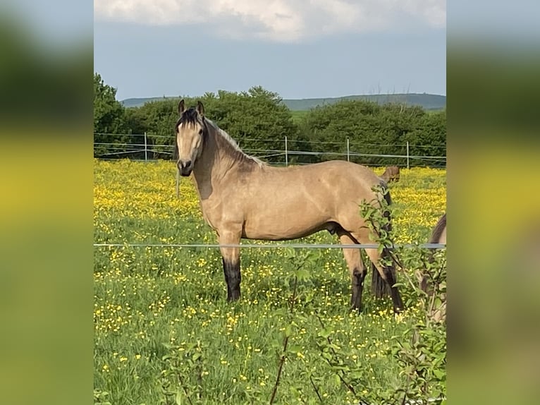 Lusitanos Caballo castrado 7 años 157 cm Bayo in Markt Nordheim