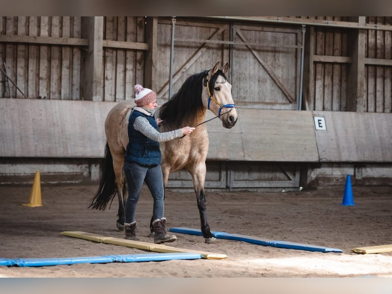 Lusitanos Caballo castrado 7 años 157 cm Bayo in Markt Nordheim