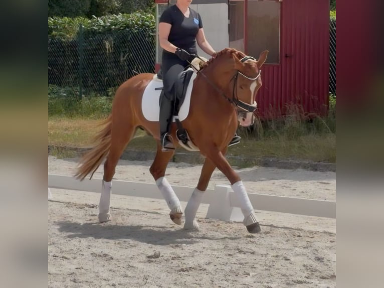Lusitanos Caballo castrado 7 años 158 cm Alazán in Eisenberg