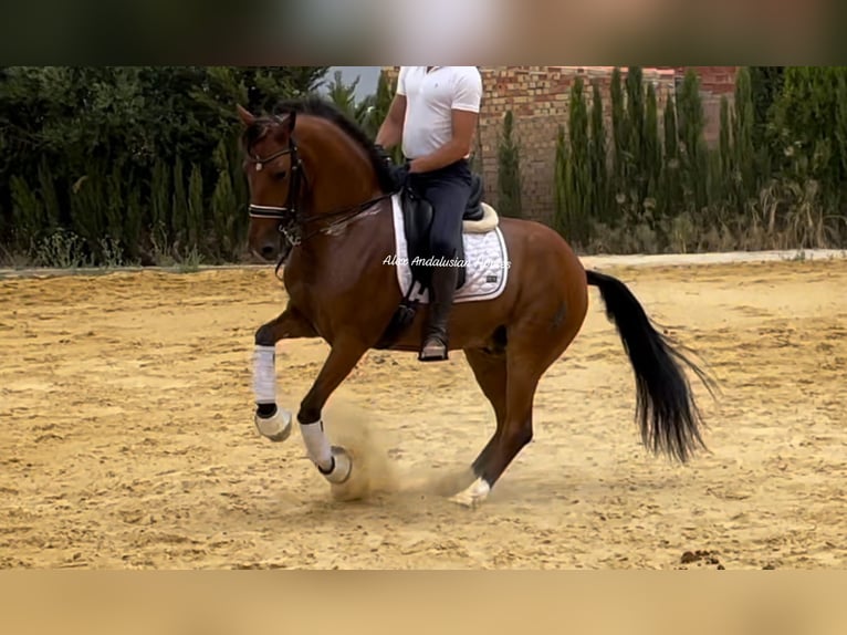 Lusitanos Caballo castrado 7 años 158 cm Castaño in Sevilla