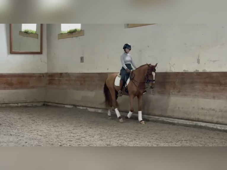 Lusitanos Caballo castrado 7 años 159 cm Alazán in TROFA