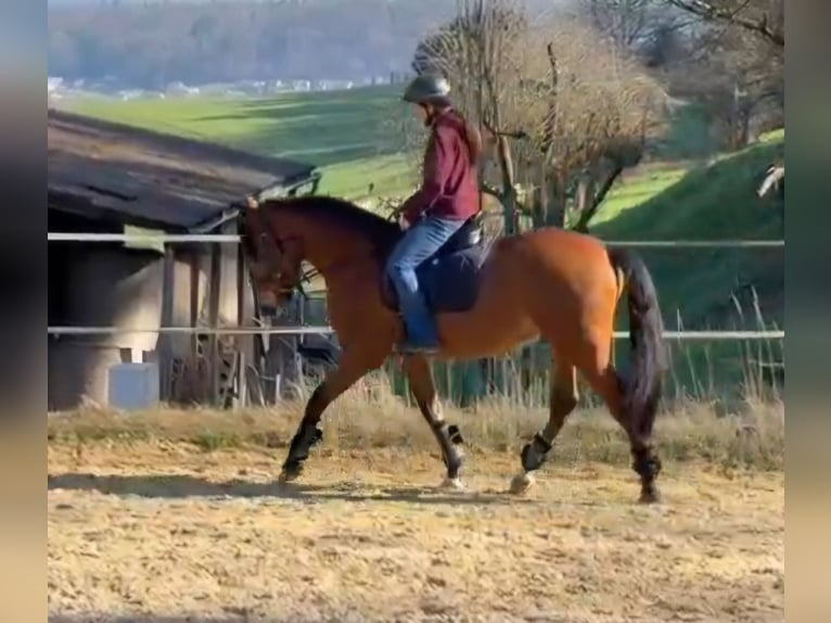 Lusitanos Caballo castrado 7 años 160 cm Castaño in Leuggern