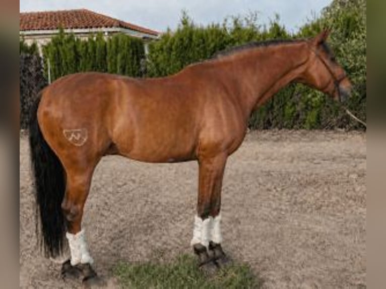 Lusitanos Mestizo Caballo castrado 7 años 160 cm Castaño rojizo in Badajoz