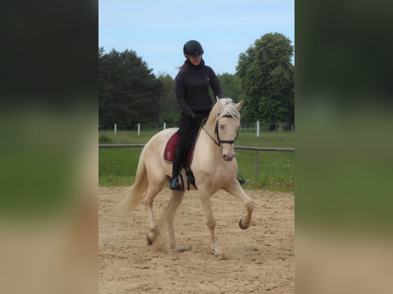 Lusitanos Caballo castrado 7 años 160 cm Cremello in Santok