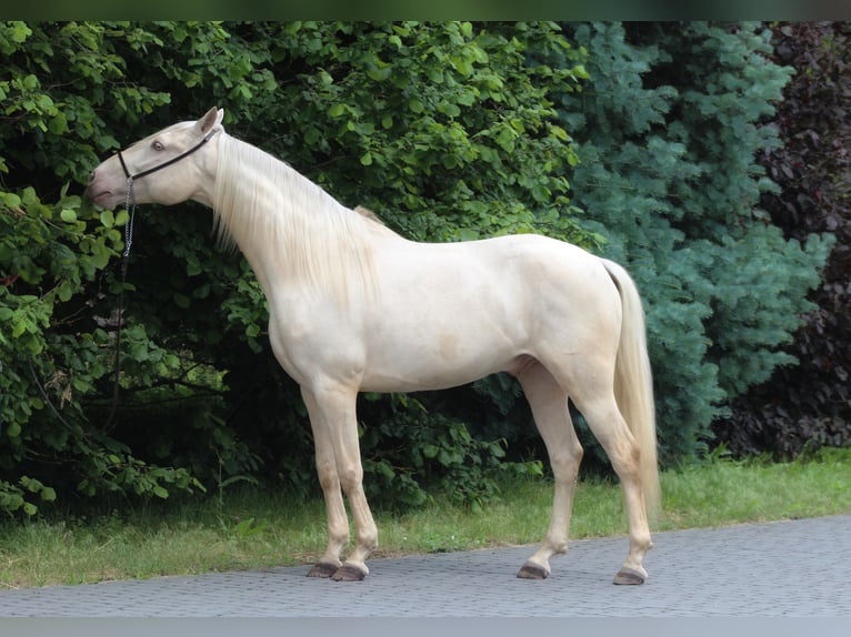 Lusitanos Caballo castrado 7 años 160 cm Cremello in Santok