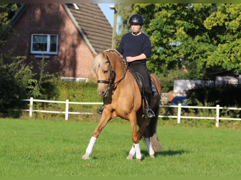 Lusitanos Caballo castrado 7 años 160 cm Palomino in Hamburg Eimsbüttel