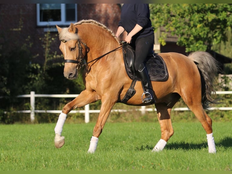 Lusitanos Caballo castrado 7 años 160 cm Palomino in Hamburg Eimsbüttel