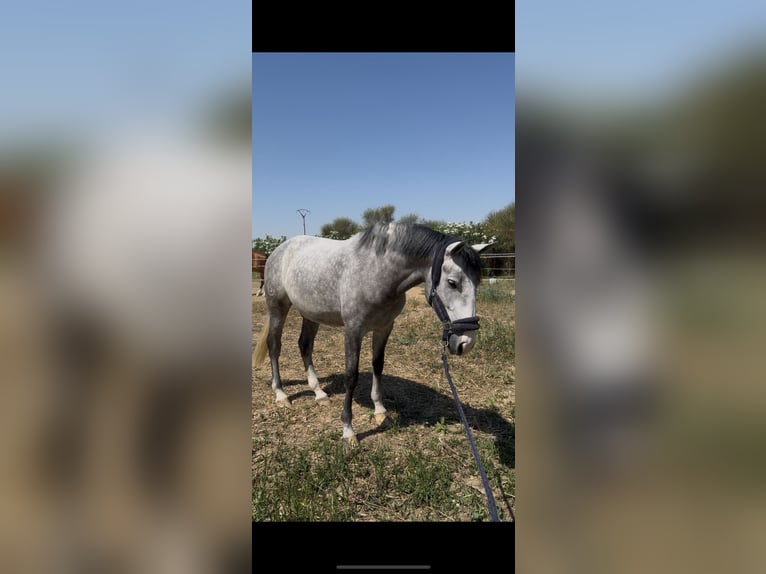 Lusitanos Caballo castrado 7 años 160 cm Tordo in San Martín de la Vega