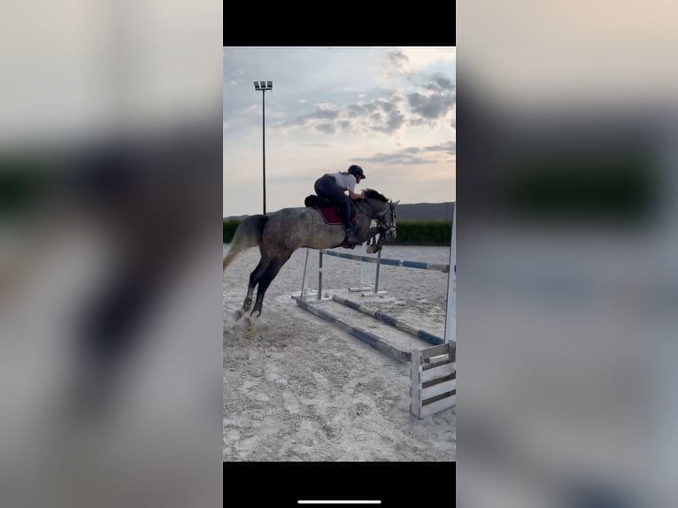 Lusitanos Caballo castrado 7 años 160 cm Tordo in San Martín de la Vega