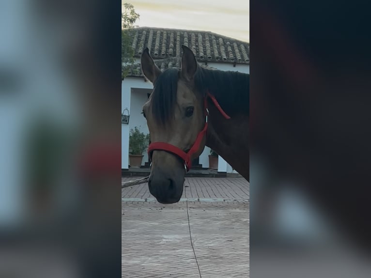 Lusitanos Caballo castrado 7 años 161 cm Bayo in Palma del Rìo