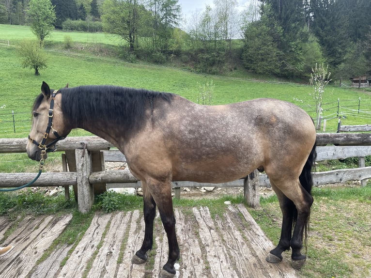 Lusitanos Caballo castrado 7 años 161 cm Bayo in Schwarzach im Pongau