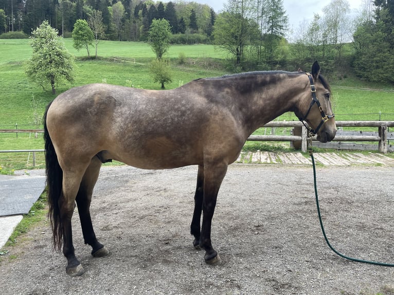 Lusitanos Caballo castrado 7 años 161 cm Bayo in Schwarzach im Pongau