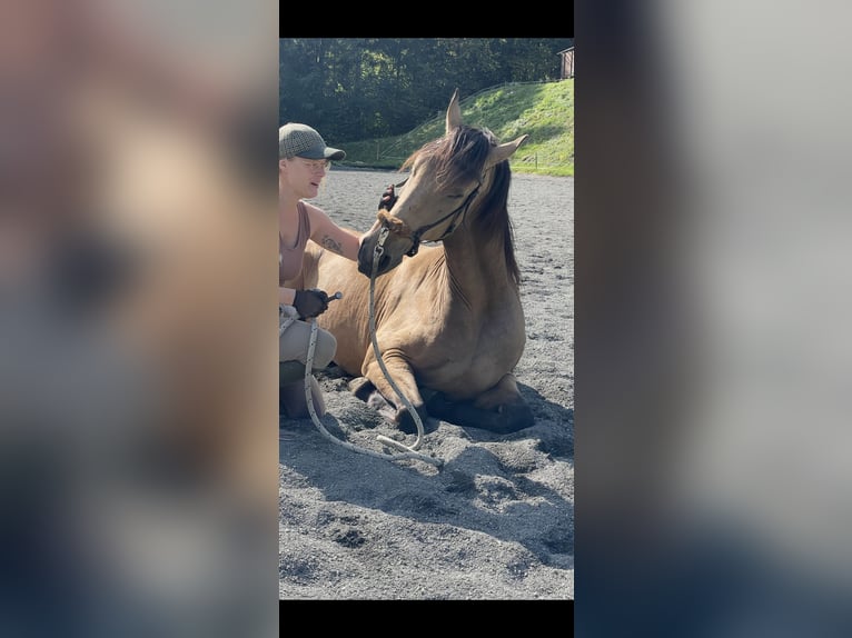 Lusitanos Caballo castrado 7 años 161 cm Bayo in Schwarzach im Pongau