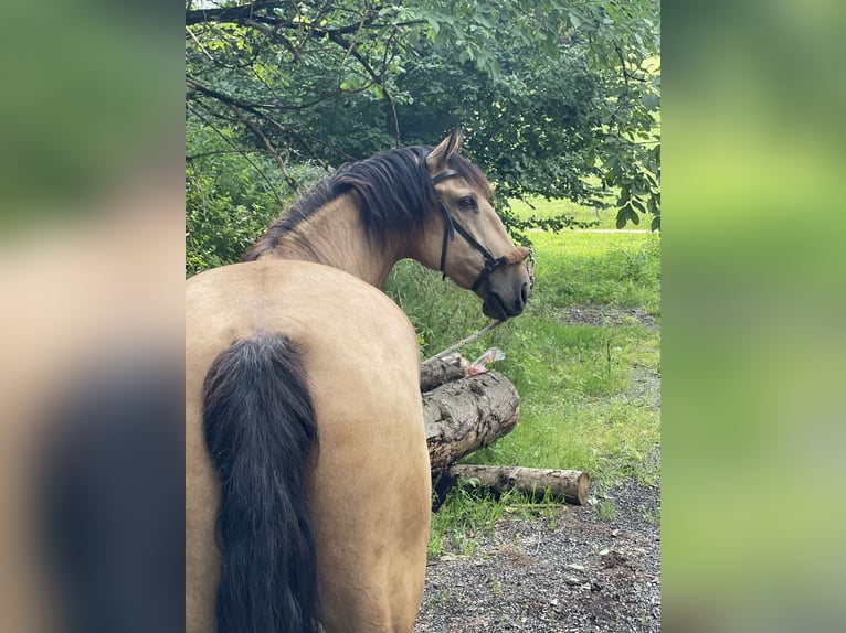 Lusitanos Caballo castrado 7 años 161 cm Bayo in Schwarzach im Pongau
