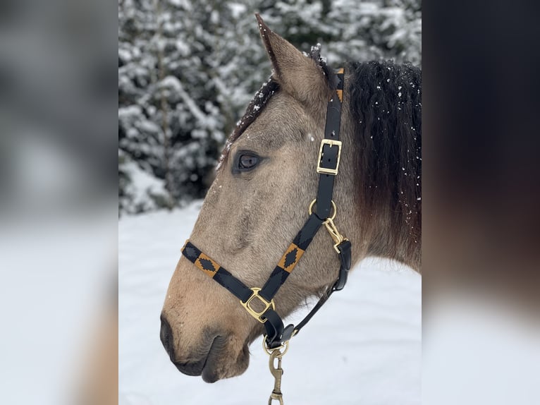 Lusitanos Caballo castrado 7 años 161 cm Bayo in Schwarzach im Pongau