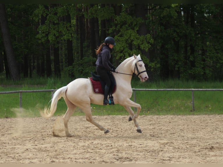 Lusitanos Caballo castrado 7 años 161 cm Cremello in Santok