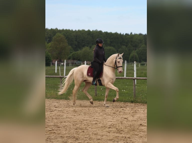 Lusitanos Caballo castrado 7 años 161 cm Cremello in Santok