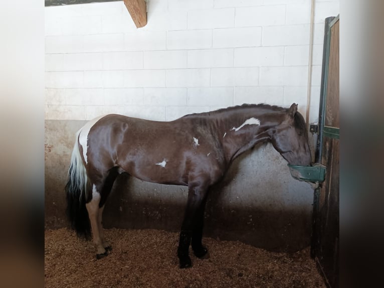 Lusitanos Mestizo Caballo castrado 7 años 161 cm Pío in Vizzolo Predabissi