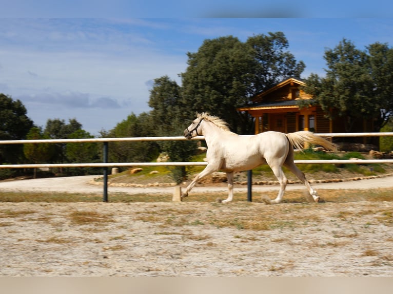 Lusitanos Caballo castrado 7 años 162 cm Perla in Alcala La Real