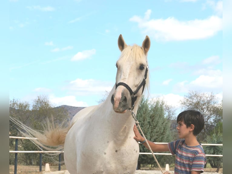 Lusitanos Caballo castrado 7 años 162 cm Perla in Alcala La Real