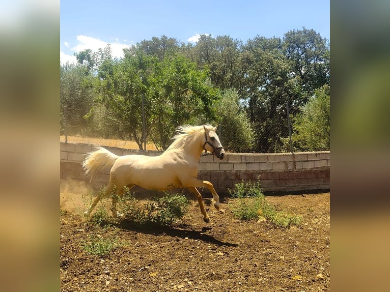 Lusitanos Caballo castrado 7 años 162 cm Perla in Alcala La Real