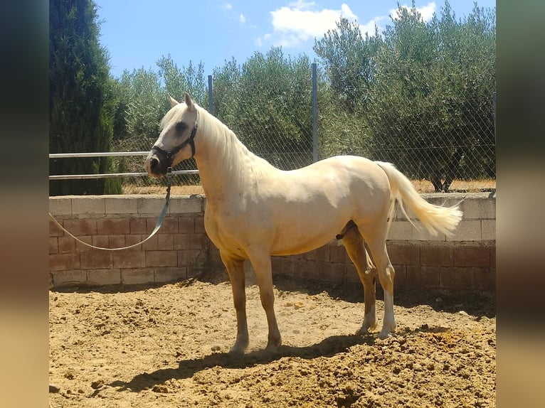 Lusitanos Caballo castrado 7 años 162 cm Perla in Alcala La Real