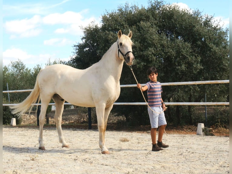 Lusitanos Caballo castrado 7 años 162 cm Perla in Alcala La Real