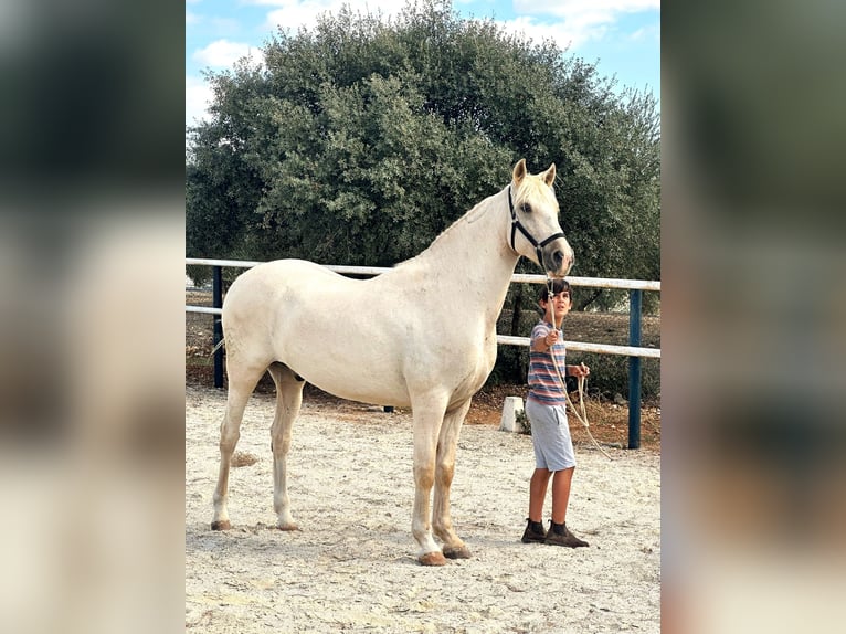 Lusitanos Caballo castrado 7 años 162 cm Perla in Alcala La Real