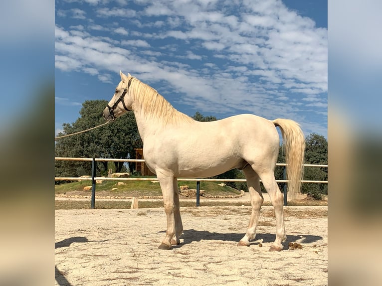 Lusitanos Caballo castrado 7 años 162 cm Perla in Alcala La Real