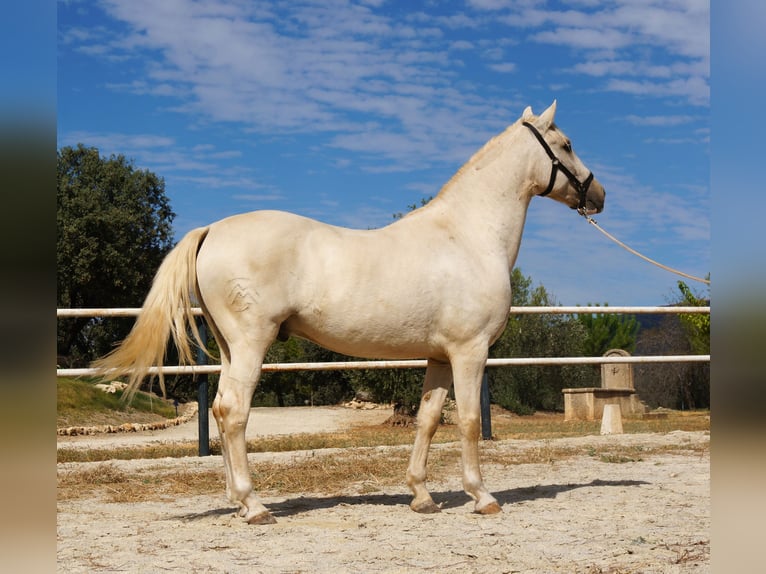 Lusitanos Caballo castrado 7 años 162 cm Perla in Alcala La Real