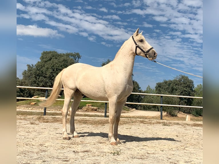 Lusitanos Caballo castrado 7 años 162 cm Perla in Alcala La Real