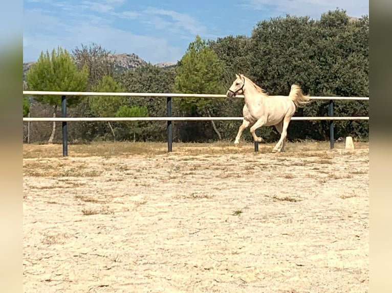 Lusitanos Caballo castrado 7 años 162 cm Perla in Alcala La Real