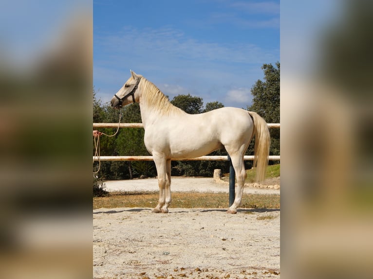 Lusitanos Caballo castrado 7 años 162 cm Perla in Alcala La Real