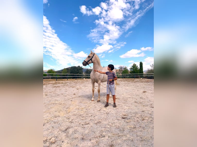 Lusitanos Caballo castrado 7 años 162 cm Perla in Alcala La Real