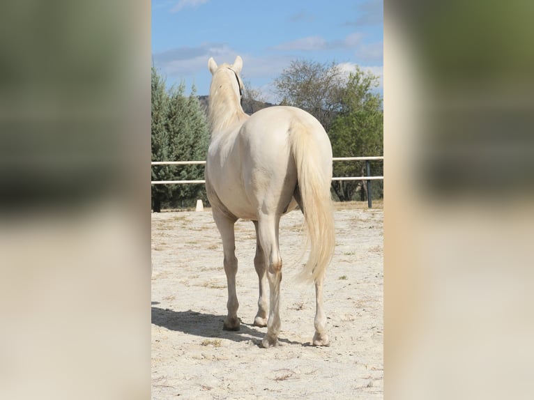 Lusitanos Caballo castrado 7 años 162 cm Perla in Alcala La Real