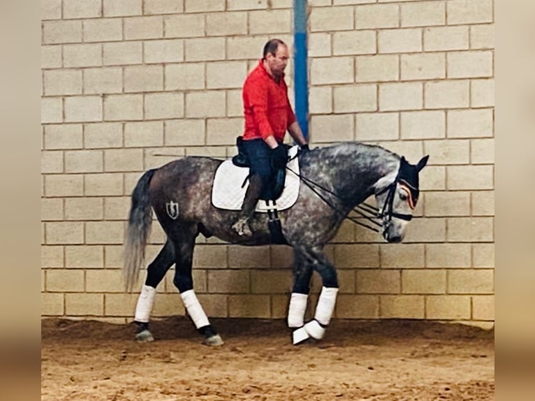 Lusitanos Caballo castrado 7 años 162 cm Tordo in Cuenca
