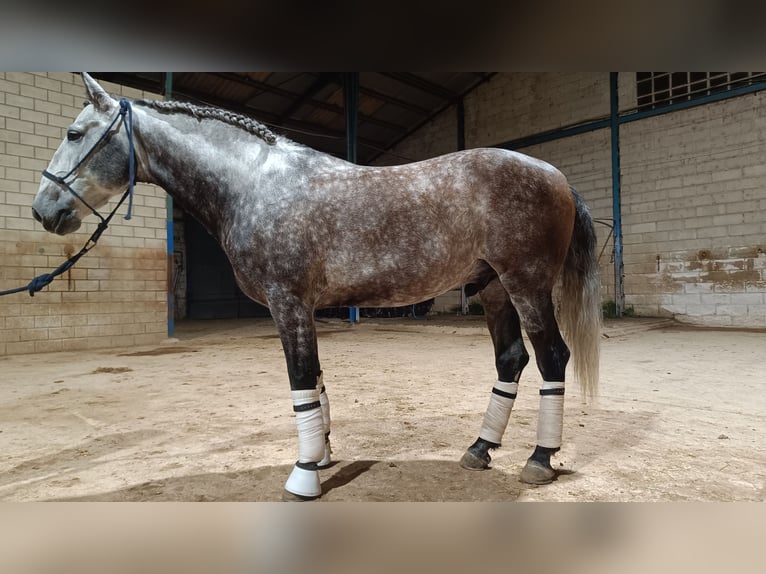 Lusitanos Caballo castrado 7 años 162 cm Tordo in Cuenca
