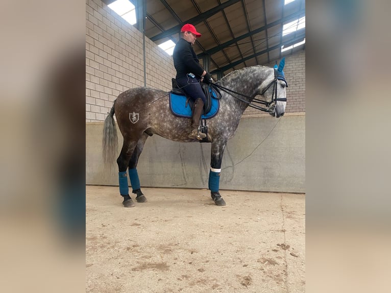 Lusitanos Caballo castrado 7 años 162 cm Tordo in Cuenca